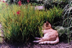 Cat:lilies
