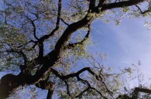 Tree overhead
