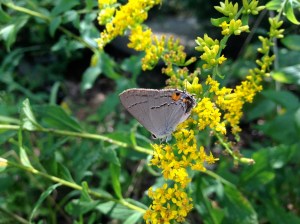 Photograph used with Permission of Heather's Photography