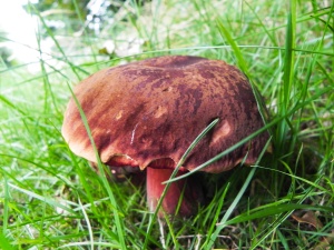 Mushroom-dscn7581