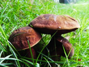 Used Courtesy of Postaldeliveries