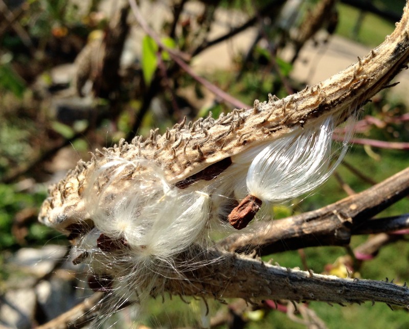milkweed