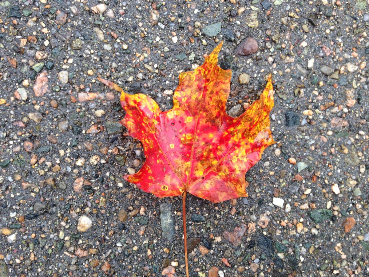 autumn, fall, maple leaf