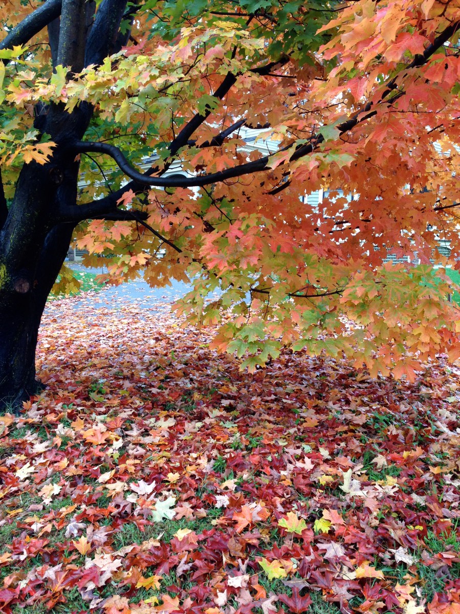 maple tree, autumn, fall