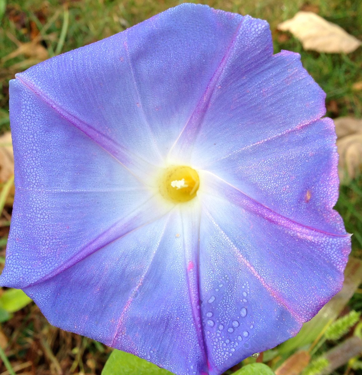 morning glory