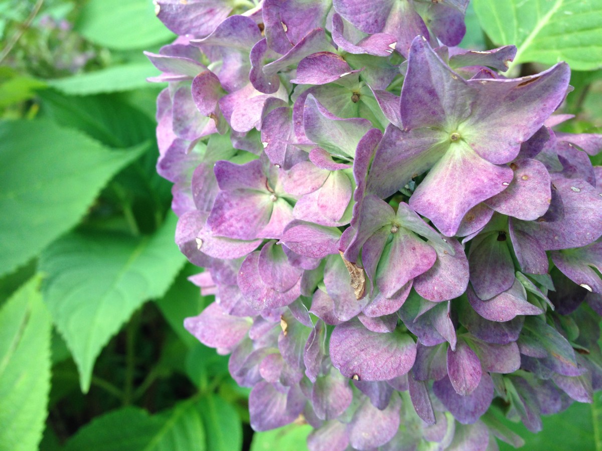 hydrangea