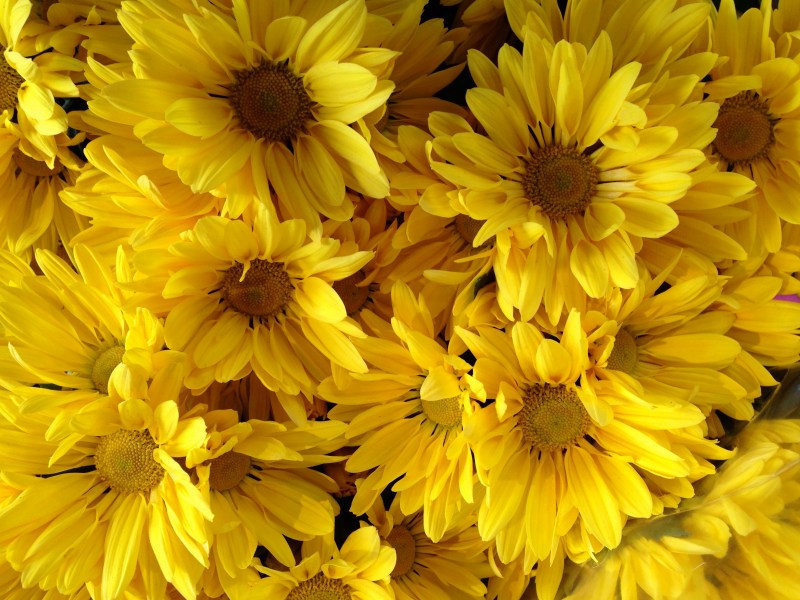 yellow daisies
