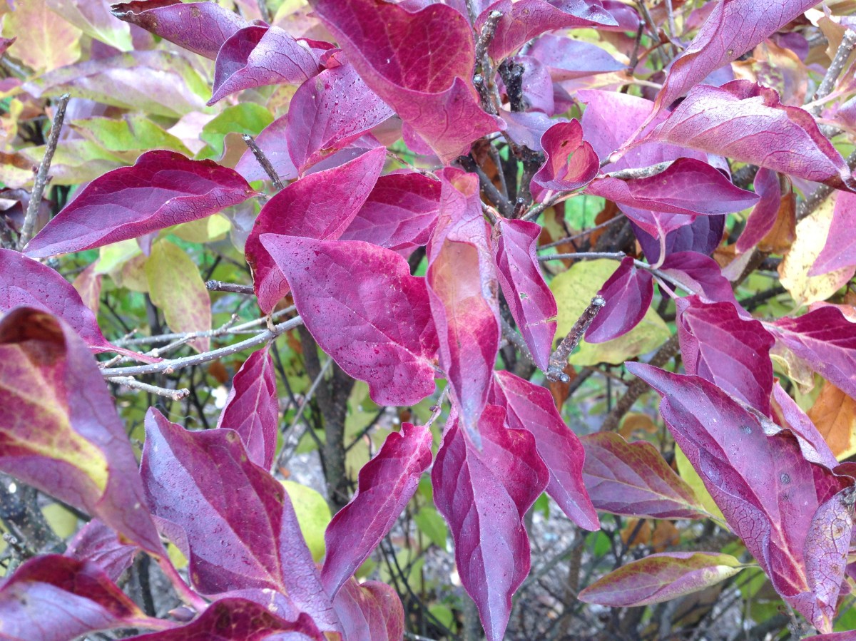 purple leaves