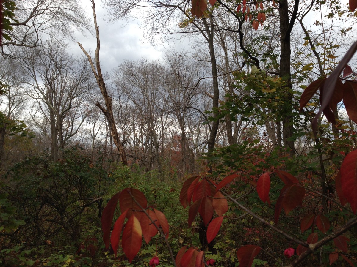 tree, autumn, lake