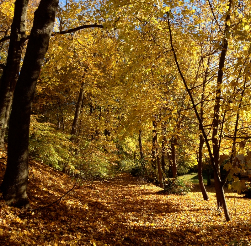 Golden Woodland Path, autumn, fall, tree