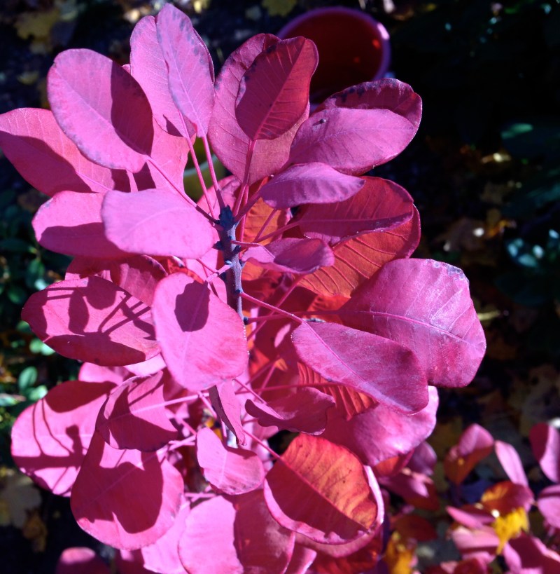 smoke bush