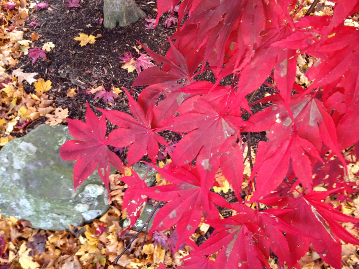 autumn, fall, tree, red maple leaves