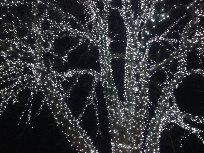 tree with fairy lights