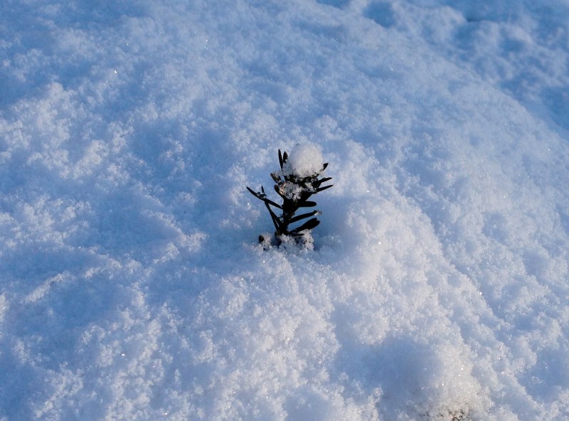 Yew Sparkles in Snow