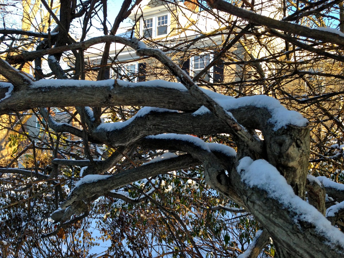 Snow on Branches