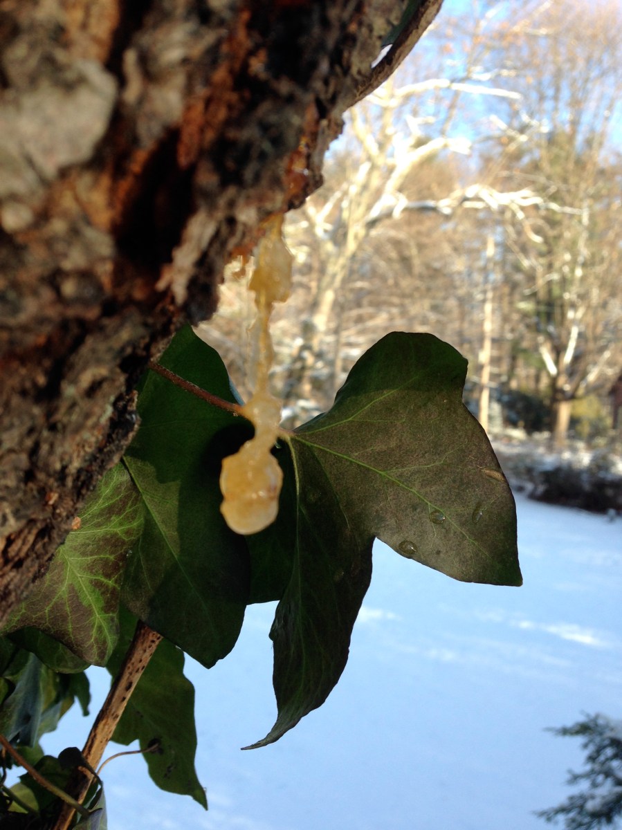 resin on tree