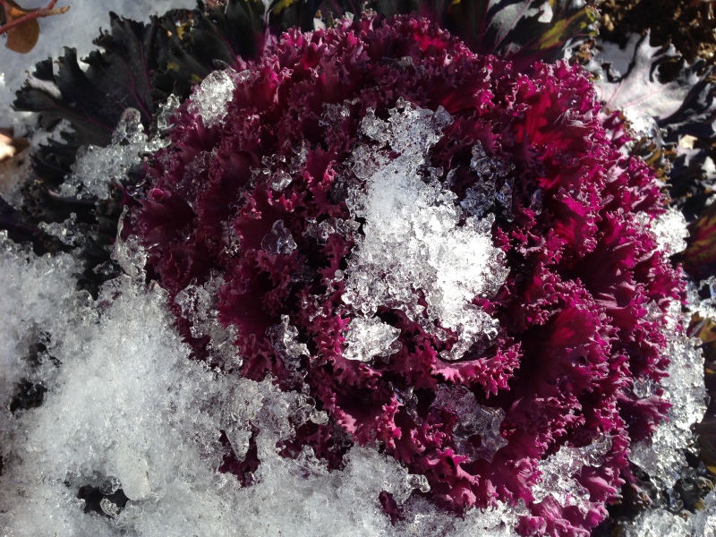 Cabbage in Snow