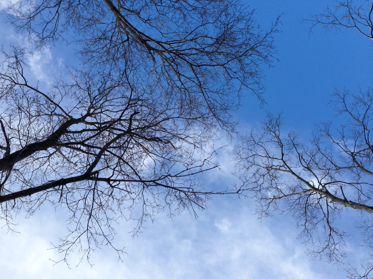 sky, trees