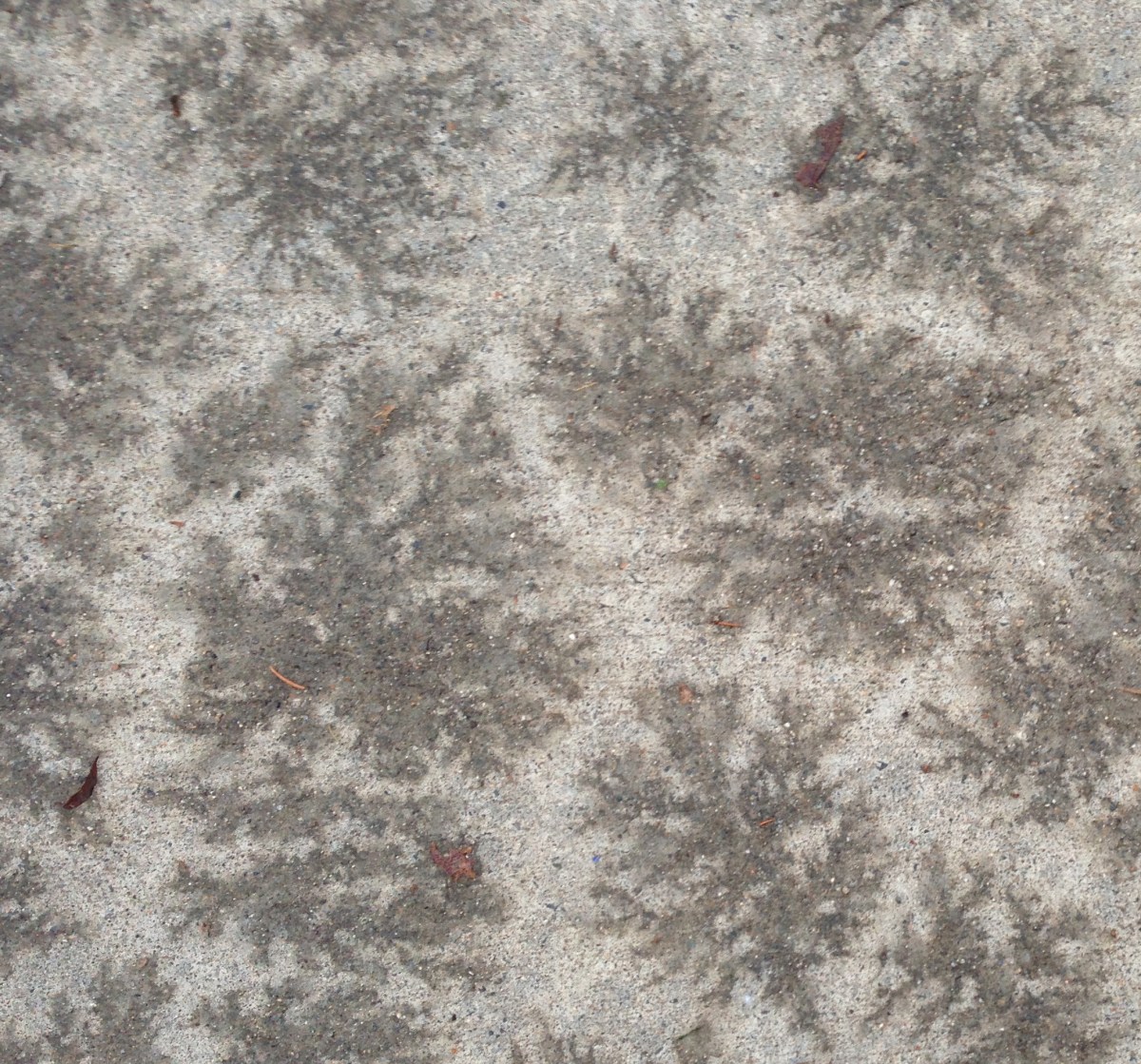 leaf imprints on sidewalk