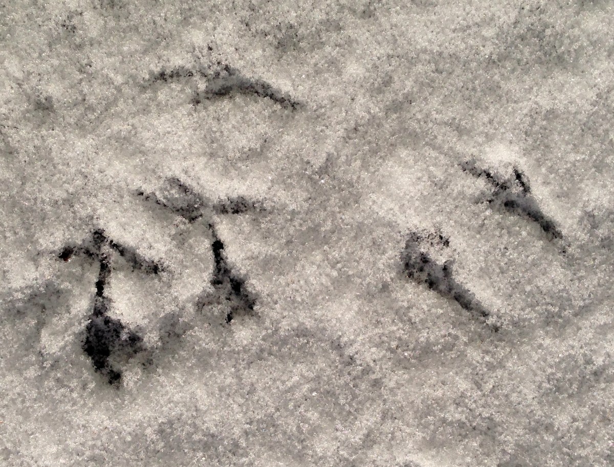 bird prints