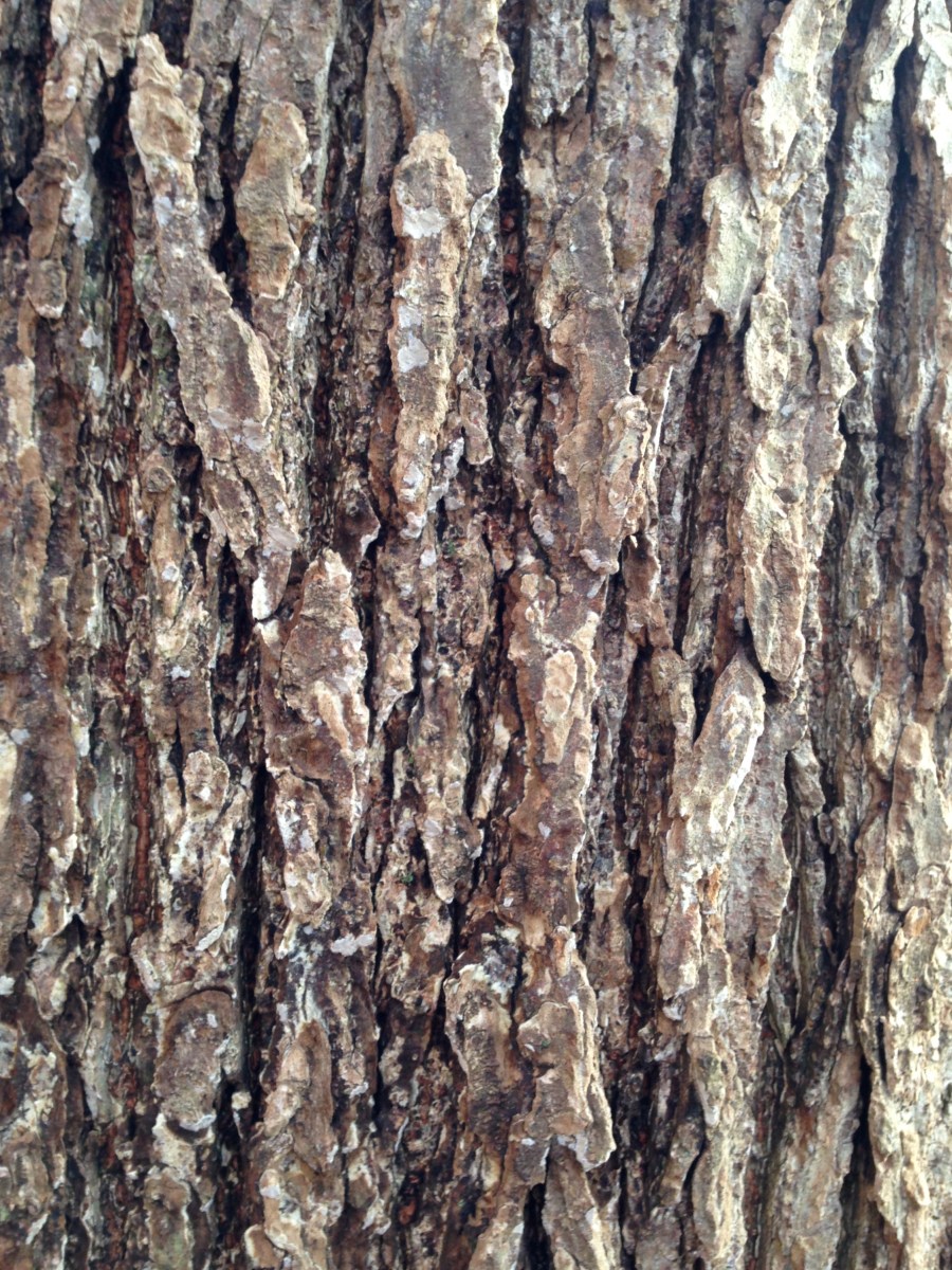 bark