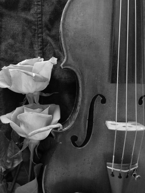 Violin with Roses Black and White