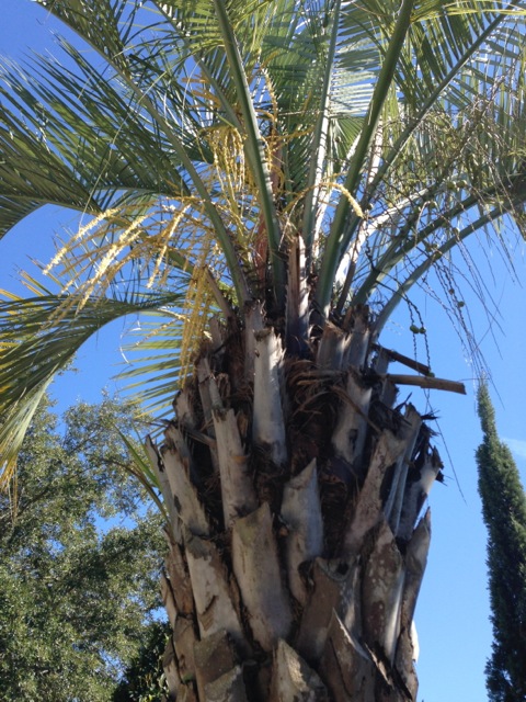 Palm Tree Orlando Florida