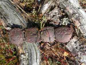 Used with kind permission of Ese at Ese's Voice