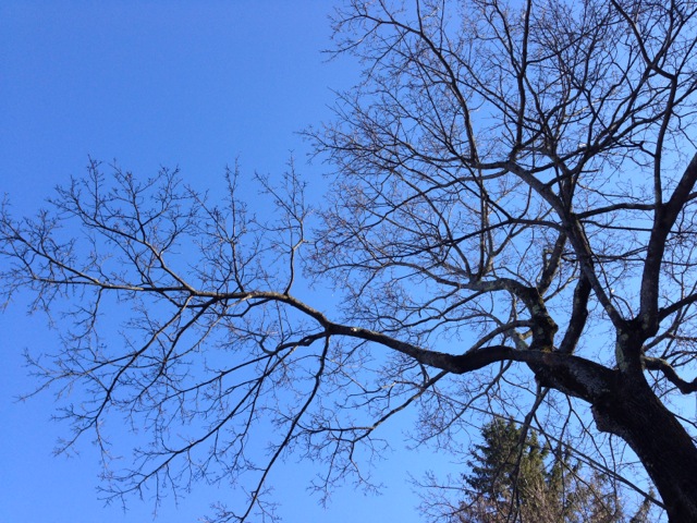 Blue sky and a tree in the shape of a heart.