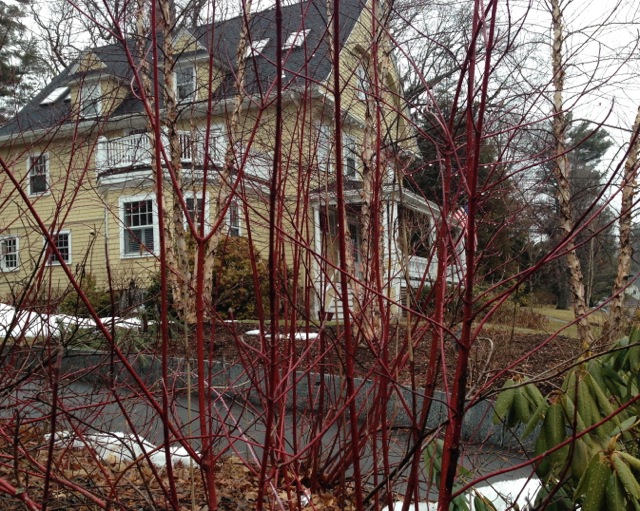 Red Branches in Winter, Yellow House