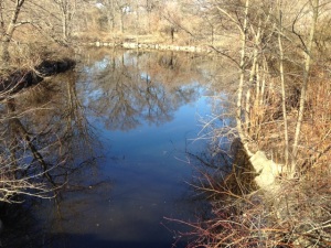 brook in early spring