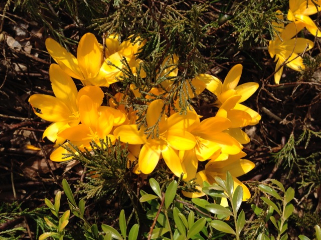 Yellow Spring Crocuses