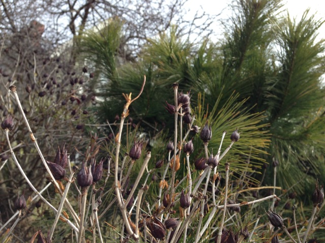 Seed pods in Spring