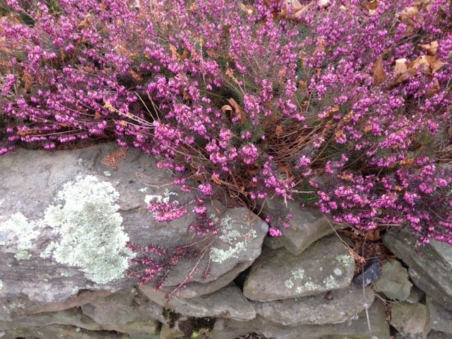 heather blooming on stone wall