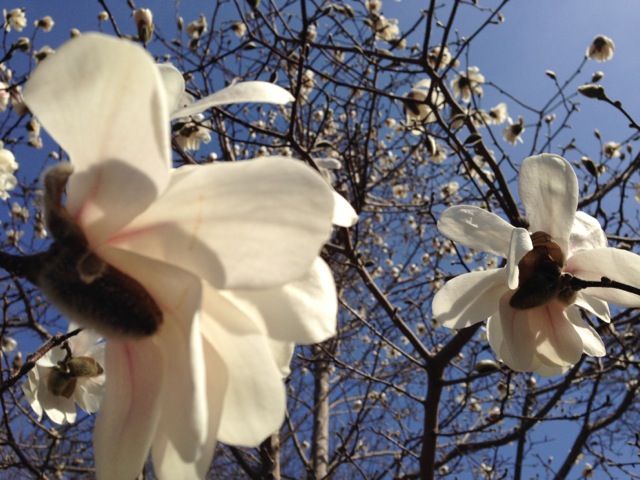 Magnolias blooming