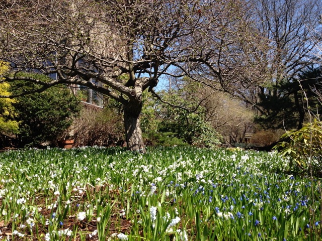 Bluebells and snowdrops at foot of tree