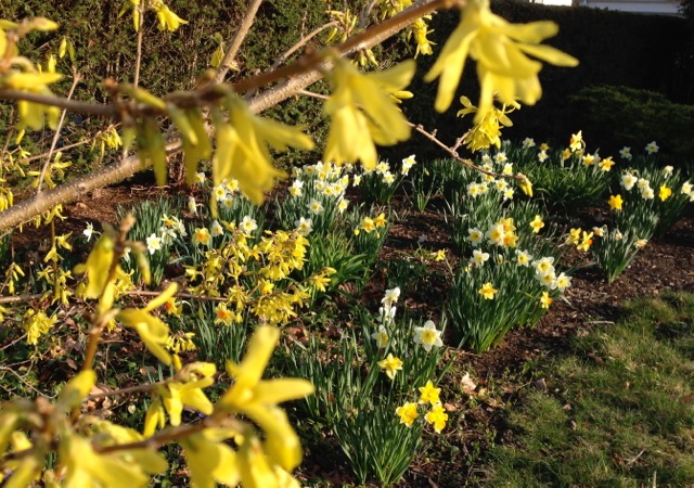 Forsythia and Daffodils blooming