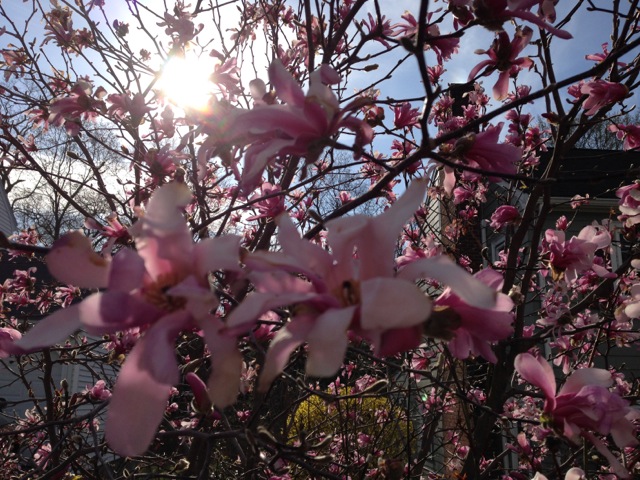 Magnolia Tree in Sunshine