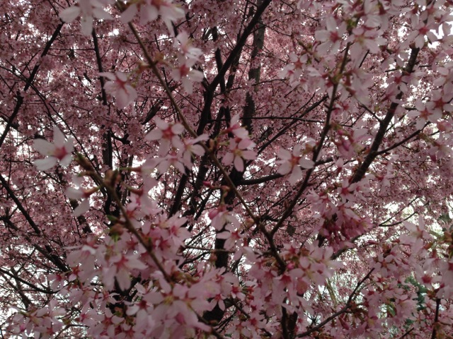 Cherry blossoms in Spring