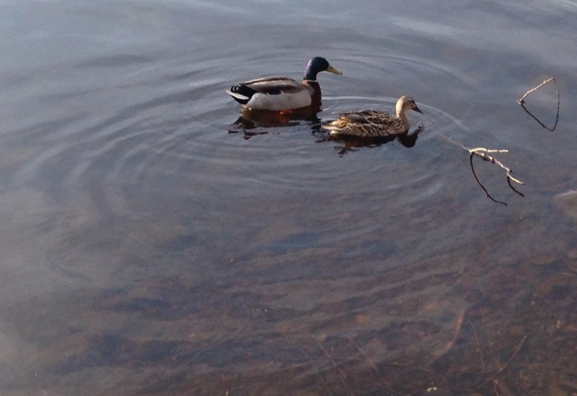 Mallard Male and Female Ducks