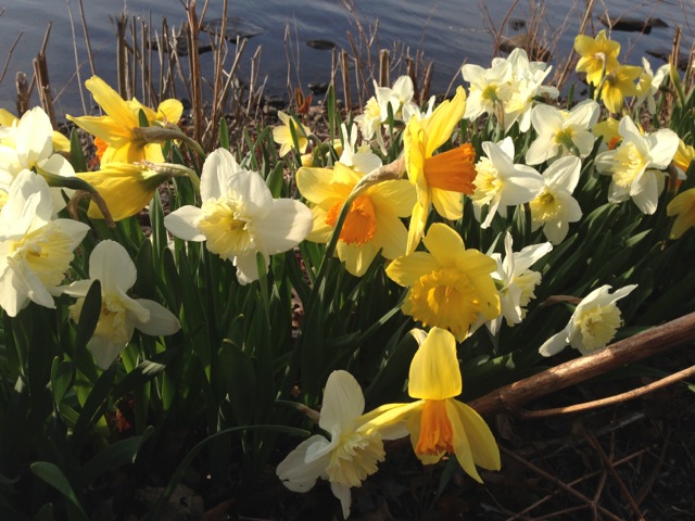 Daffodils, river, fairy tale
