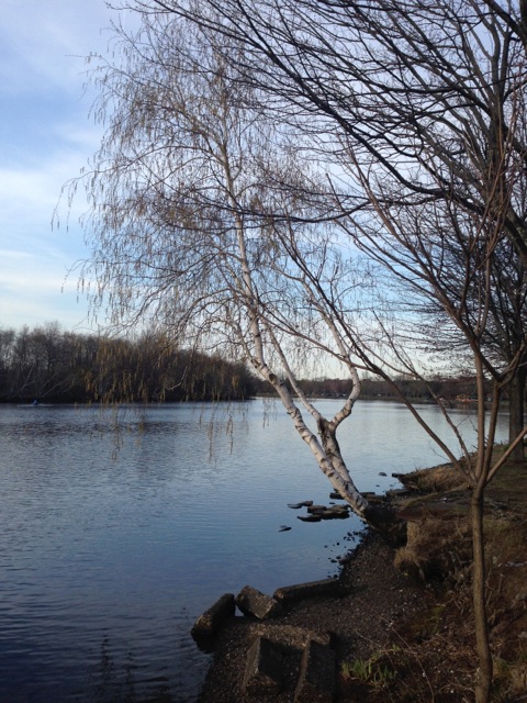 Birch by River Bend