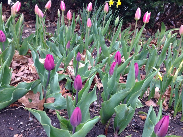Closed tulips