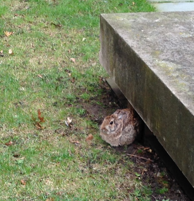 Rabbit in Rain, by bench