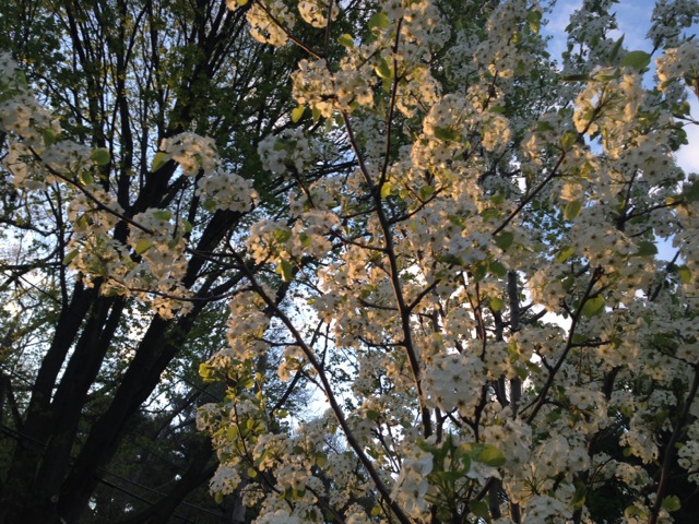 Sunset on the Pear Bloom