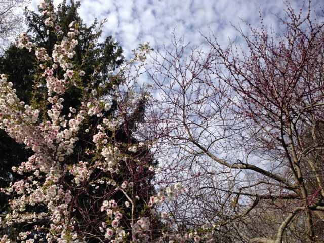 Cherry blooms, clouds