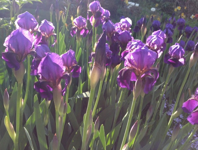 Purple Irises in Sunshine
