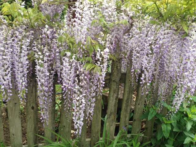 Wisteria on a wooden fence