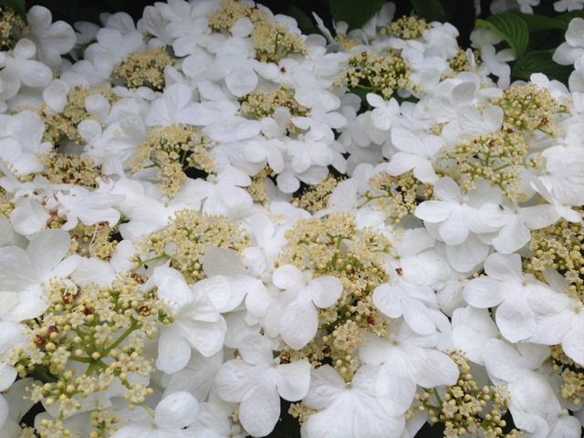 white hydrangea blossoms