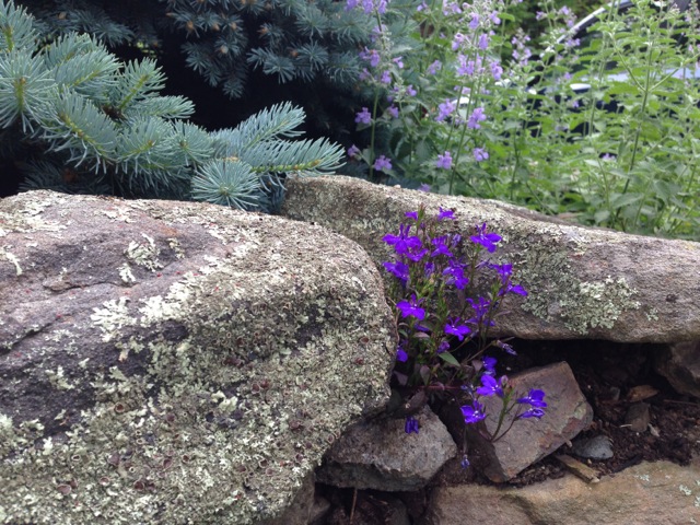Purple flowers in stone wall